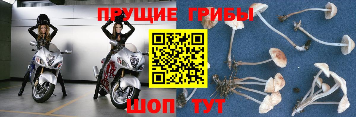 купить закладку  Вход с VPN  Похвистнево  Псилоцибиновые грибы GOLDEN TEACHER 